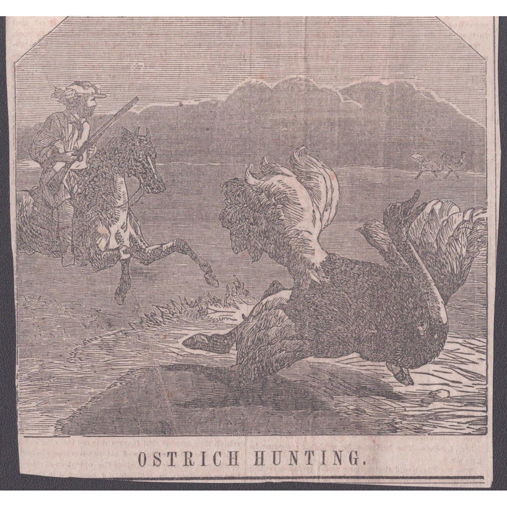 1850s Saturday Evening Post Ostrich Hunting Wood Engraving Antique Clipping Art